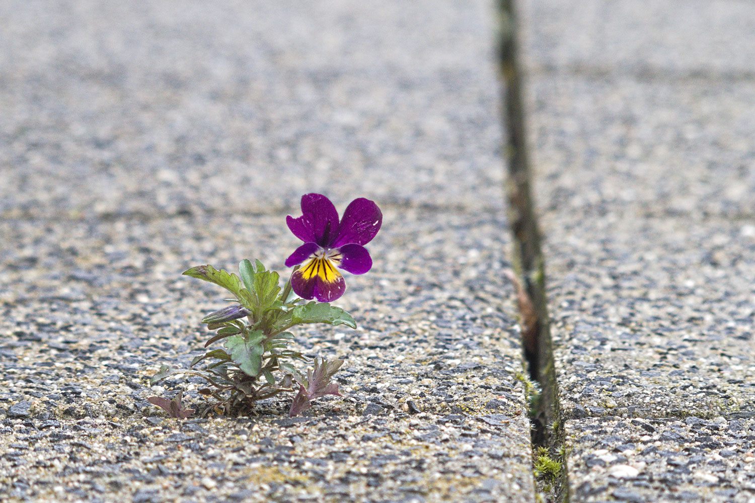 Terug naar buiten. Een eenzaam viooltje heeft toch een spleetje tussen de tegels gevonden om te bloeien.